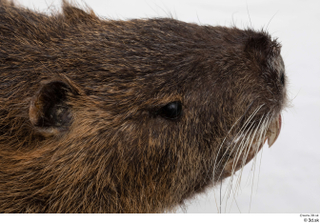 Nutria head 0007.jpg